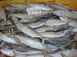Manufacturers Exporters and Wholesale Suppliers of Frozen Indian Mackeral Cochin Kerala